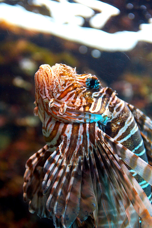 土耳其鱼或“Pterois Volitans”